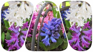 Geremigreerde Roemeen start kweekbedrijf hyacinthen