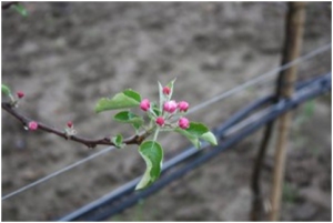 Fruitteelt in Roemenie-2